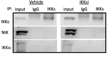 Immunoprecipitation - Immunoprecipitation kit (AB206996)
