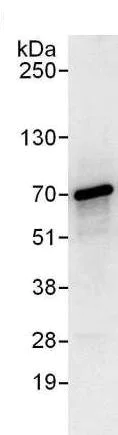 Immunoprecipitation - Anti-IMP3 antibody (AB176685)