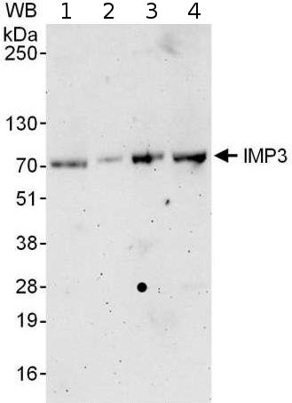 Western blot - Anti-IMP3 antibody (AB176685)