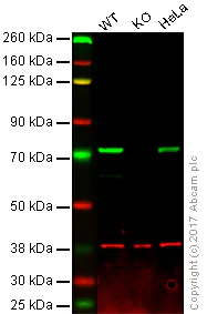 Western blot - Anti-IMP3 antibody [EPR12021-114] (AB179807)