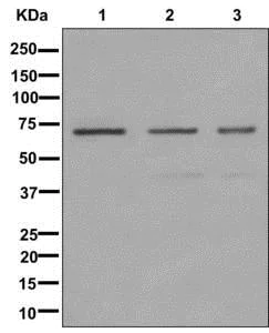 Western blot - Anti-IMP3 antibody [EPR12021-114] - BSA and Azide free (AB250113)