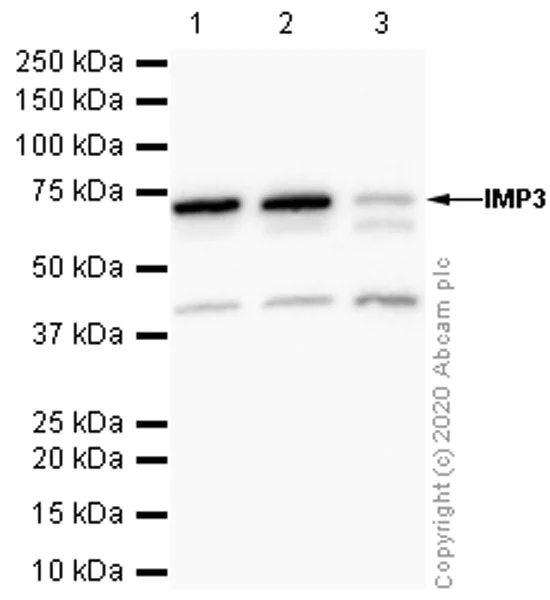 Western blot - Anti-IMP3 antibody [EPR12021-114] - BSA and Azide free (AB250113)