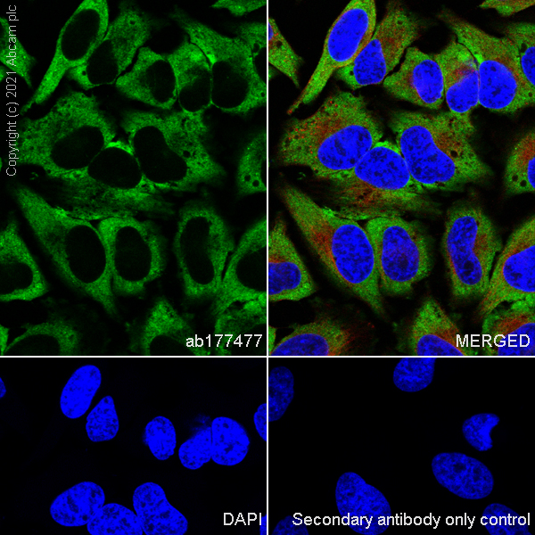 Immunocytochemistry/ Immunofluorescence - Anti-IMP3 antibody [EPR12021] (ab177477), expandable thumbnail