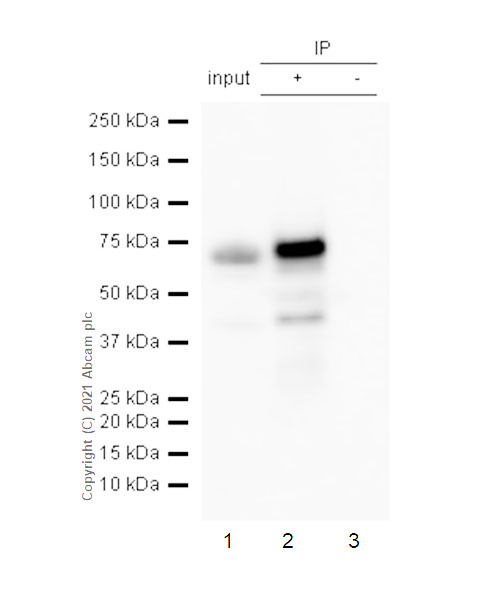 Immunoprecipitation - Anti-IMP3 antibody [EPR12021] (AB177477), expandable thumbnail