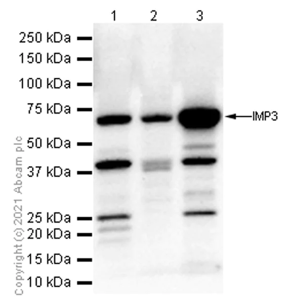 Western blot - Anti-IMP3 antibody [EPR12021] (AB177477)