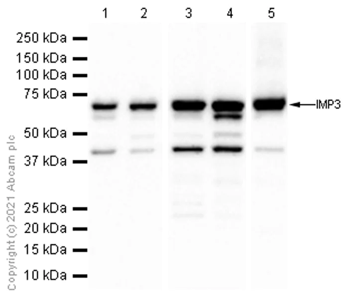 Western blot - Anti-IMP3 antibody [EPR12021] - BSA and Azide free (AB249982)