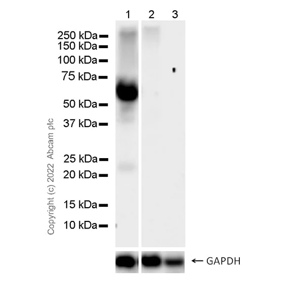 Western blot - Anti-IMP5 antibody [1A1] (BSA and Azide free) (AB300666)
