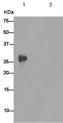 Immunoprecipitation - Anti-IMPA1 antibody [EPR15404(B)] (AB184165)