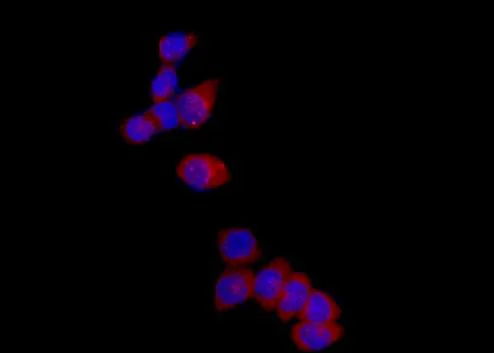 Immunocytochemistry/ Immunofluorescence - Anti-IMPA1 antibody [EPR15404(B)] - BSA and Azide free (AB250724)