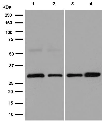 Western blot - Anti-IMPA1 antibody [EPR15404(B)] - BSA and Azide free (AB250724)
