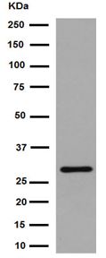 Western blot - Anti-IMPA1 antibody [EPR15405] (AB191570), expandable thumbnail