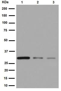 Western blot - Anti-IMPA1 antibody [EPR15405] - BSA and Azide free (AB251091)