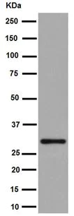 Western blot - Anti-IMPA1 antibody [EPR15405] - BSA and Azide free (AB251091)