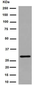 Western blot - Anti-IMPA1 antibody [EPR15405] - BSA and Azide free (AB251091)