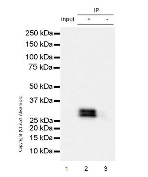 Immunoprecipitation - Anti-IMPA2 antibody [EPR23668-64] (AB256410)