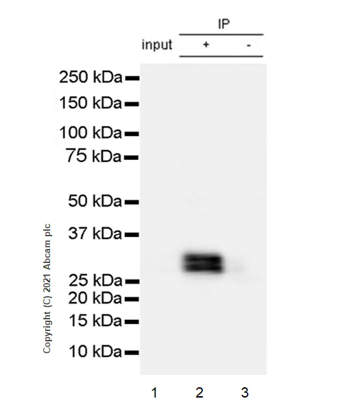 Immunoprecipitation - Anti-IMPA2 antibody [EPR23668-64] (AB256410)