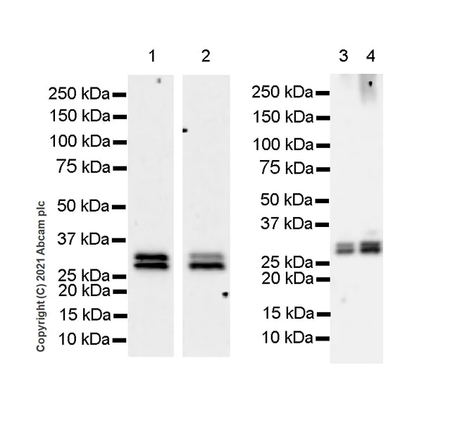 Western blot - Anti-IMPA2 antibody [EPR23668-64] (AB256410)