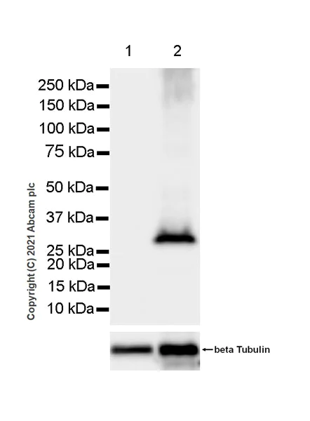 Western blot - Anti-IMPA2 antibody [EPR23668-64] (AB256410)