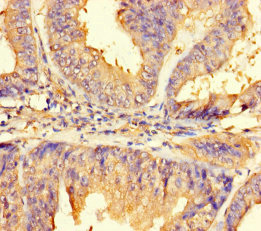 Immunohistochemistry (Formalin/PFA-fixed paraffin-embedded sections) - Anti-IMPACT antibody (AB235323)