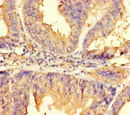 Immunohistochemistry (Formalin/PFA-fixed paraffin-embedded sections) - Anti-IMPACT antibody (AB235323)