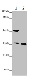 Western blot - Anti-IMPACT antibody (AB235323)