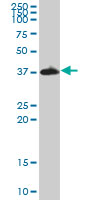 Western blot - Anti-IMPACT antibody (AB72444)
