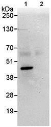 Immunoprecipitation - Anti-IMPACT antibody (AB95175)