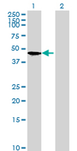 Western blot - Anti-IMPAD1 antibody (AB69311)