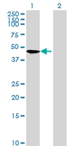 Western blot - Anti-IMPAD1 antibody (AB69311)