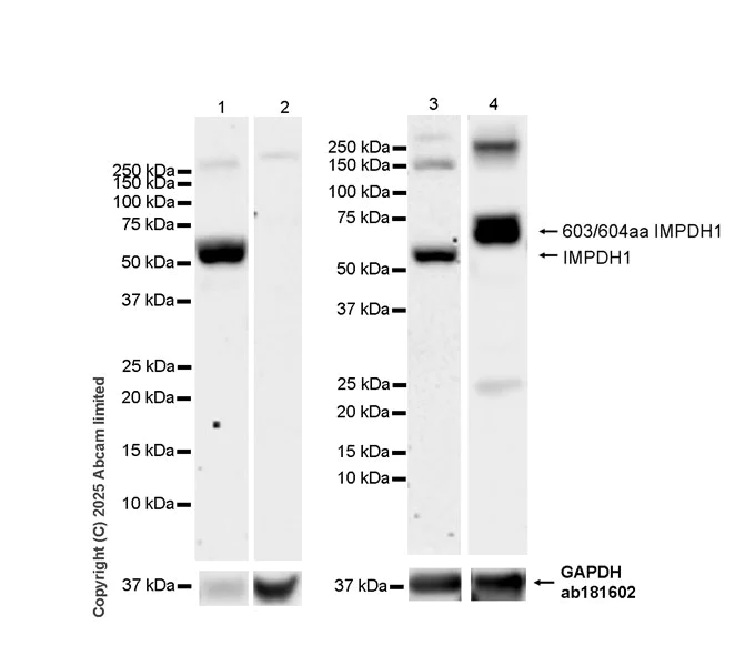 Western blot - Anti-IMPDH1 antibody [EPR30383-519] (AB325431)