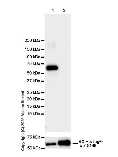 Western blot - Anti-IMPDH1 antibody [EPR30383-519] (AB325431)