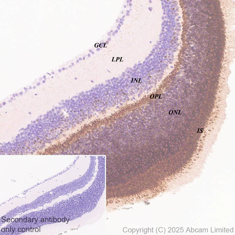 Immunohistochemistry (Formalin/PFA-fixed paraffin-embedded sections) - Anti-IMPDH1 antibody [EPR30383-519] - BSA and Azide free (AB325441)