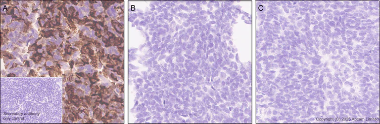 Immunohistochemistry (Formalin/PFA-fixed paraffin-embedded sections) - Anti-IMPDH1 antibody [EPR30383-519] - BSA and Azide free (AB325441)