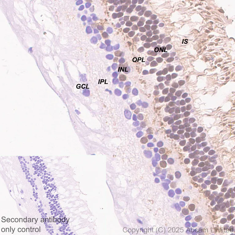Immunohistochemistry (Formalin/PFA-fixed paraffin-embedded sections) - Anti-IMPDH1 antibody [EPR30383-519] - BSA and Azide free (AB325441)