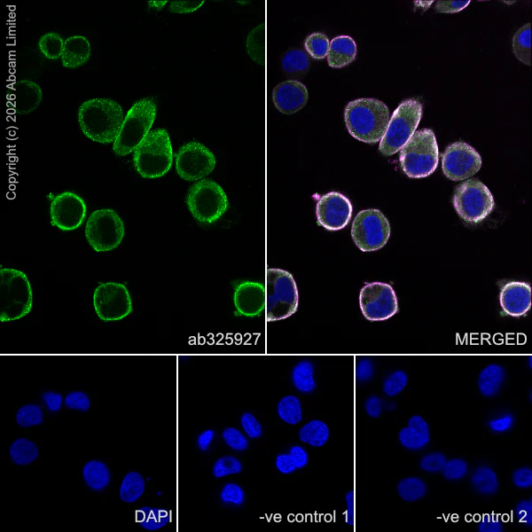 Immunocytochemistry/ Immunofluorescence - Anti-IMPDH1 antibody [EPR30383-664] (AB325927)