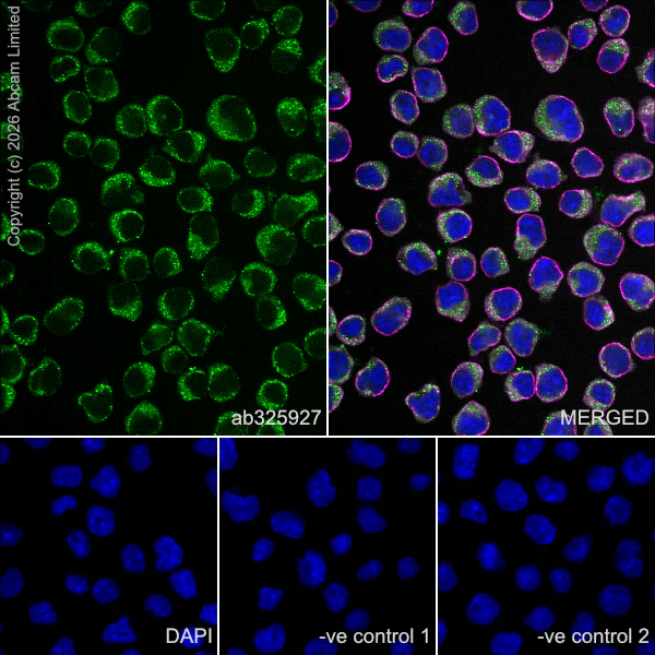 Immunocytochemistry/ Immunofluorescence - Anti-IMPDH1 antibody [EPR30383-664] (AB325927)