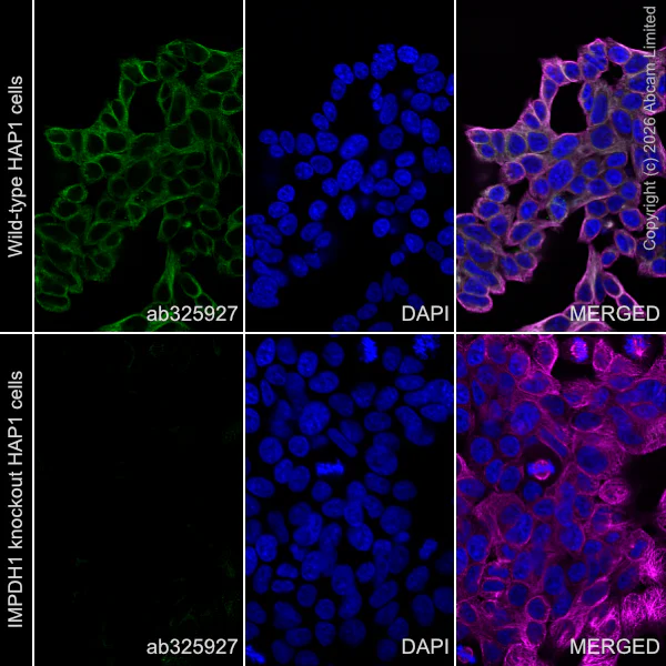 Immunocytochemistry/ Immunofluorescence - Anti-IMPDH1 antibody [EPR30383-664] - BSA and Azide free (AB325942)
