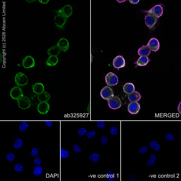 Immunocytochemistry/ Immunofluorescence - Anti-IMPDH1 antibody [EPR30383-664] - BSA and Azide free (AB325942)