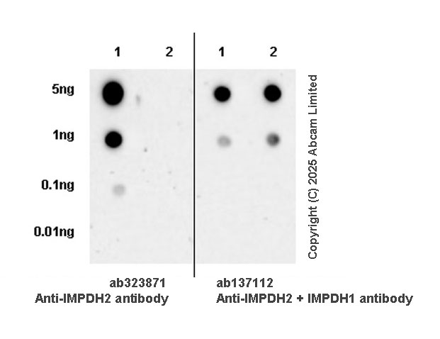 Dot Blot - Anti-IMPDH2 antibody [EPR29835-594] (ab323871), expandable thumbnail