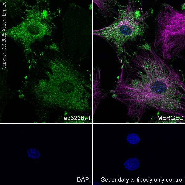 Immunocytochemistry/ Immunofluorescence - Anti-IMPDH2 antibody [EPR29835-594] (AB323871), expandable thumbnail