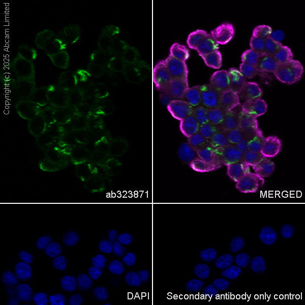 Immunocytochemistry/ Immunofluorescence - Anti-IMPDH2 antibody [EPR29835-594] (AB323871), expandable thumbnail