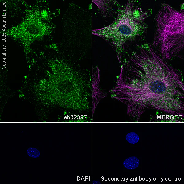 Immunocytochemistry/ Immunofluorescence - Anti-IMPDH2 antibody [EPR29835-594] - BSA and Azide free (AB323877)