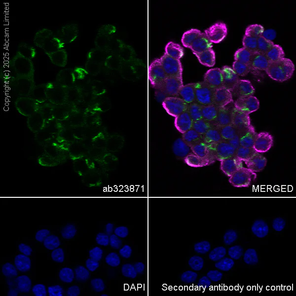 Immunocytochemistry/ Immunofluorescence - Anti-IMPDH2 antibody [EPR29835-594] - BSA and Azide free (AB323877)