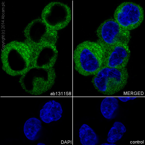 Immunocytochemistry/ Immunofluorescence - Anti-IMPDH2 antibody [EPR8364(B)] (AB131158), expandable thumbnail