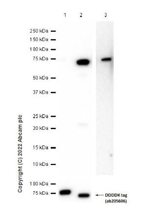 Western blot - Anti-IMPDH2 antibody [EPR8364(B)] (AB131158), expandable thumbnail