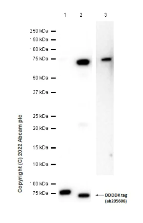 Western blot - Anti-IMPDH2 antibody [EPR8364(B)] (AB131158)