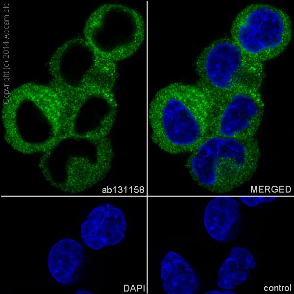 Immunocytochemistry/ Immunofluorescence - Anti-IMPDH2 antibody [EPR8364(B)] - BSA and Azide free (AB240046)