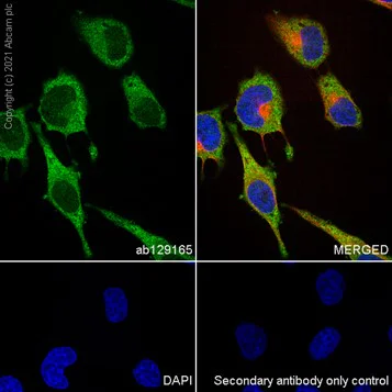 Immunocytochemistry/ Immunofluorescence - Anti-IMPDH2 antibody [EPR8365(B)] (AB129165)