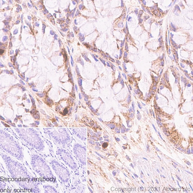 Immunohistochemistry (PFA perfusion fixed frozen sections) - Anti-IMPDH2 antibody [EPR8365(B)] (AB129165)