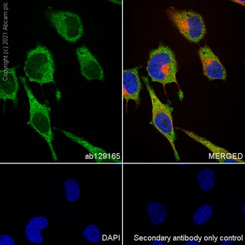 Immunocytochemistry/ Immunofluorescence - Anti-IMPDH2 antibody [EPR8365(B)] - BSA and Azide free (AB248323), expandable thumbnail